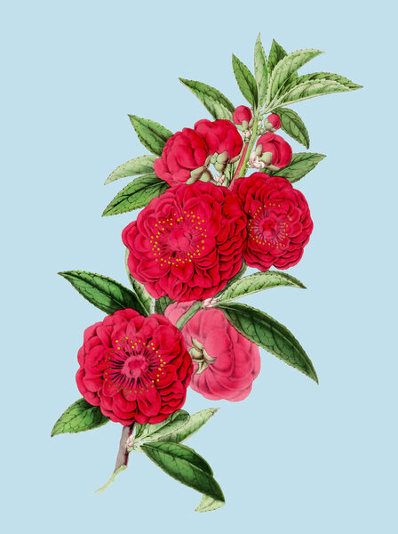 Colorful Camellia Flower Illustration: A digital vintage-style flower on a plain light blue background.