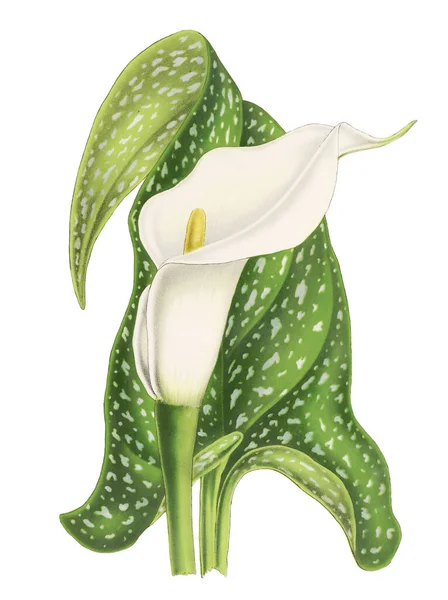 Barevné Florida Pusley Flower Illustration Digitální Vintage Styl Květiny Bílém — Stock fotografie
