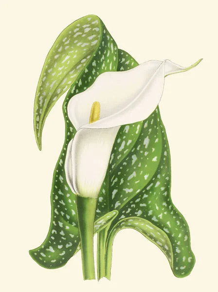 Barevné Florida Pusley Flower Illustration Digitální Vintage Styl Květiny Prosté — Stock fotografie