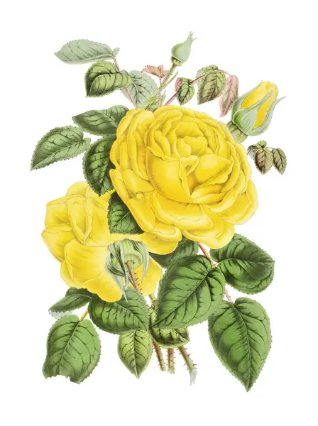 Красочная Иллюстрация Цветов Роз Цифровой Цветок Винтажном Стиле Обычном Белом — стоковое фото