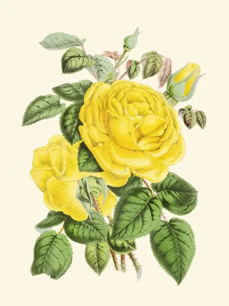 Красочная Иллюстрация Цветов Роз Цифровой Цветок Винтажном Стиле Бежевом Фоне — стоковое фото