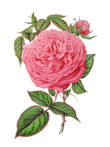 Barevné Květiny Růže Ilustrace Digitální Vintage Styl Květiny Bílém Pozadí — Stock fotografie