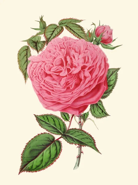 Красочная Иллюстрация Цветов Роз Цифровой Цветок Винтажном Стиле Бежевом Фоне — стоковое фото