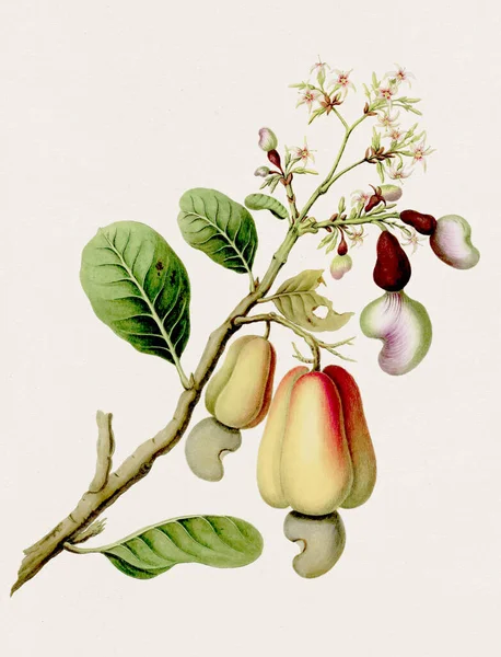 Antieke Botanische Illustratie Het Cashew Antieke Natuurlijke Geschiedenis Boek Illustratie — Stockfoto