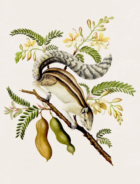 Antieke Eekhoorn Illustratie Antieke Natuurlijke Geschiedenis Boek Illustratie — Stockfoto