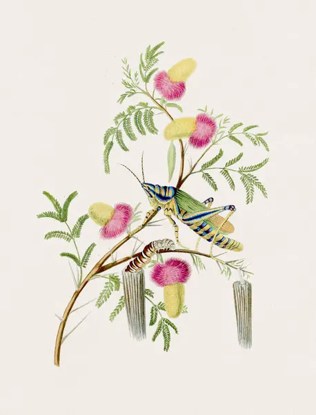 Illustration Antique Des Sauterelles Sauterelle Bleue Sur Acacia Tree Illustration — Photo