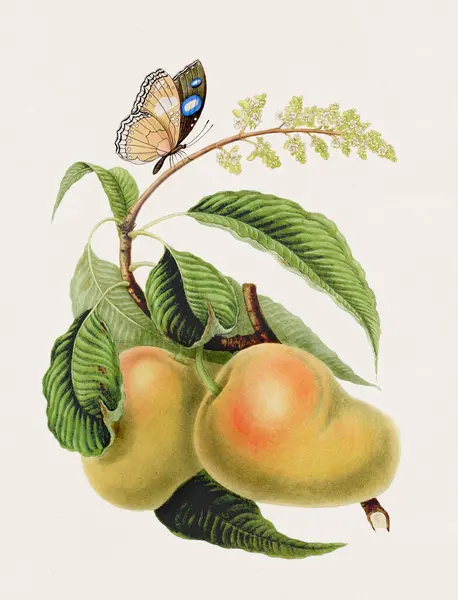 Antieke Fruit Vlinder Illustratie Een Vlinder Een Mazagon Mango Tree — Stockfoto