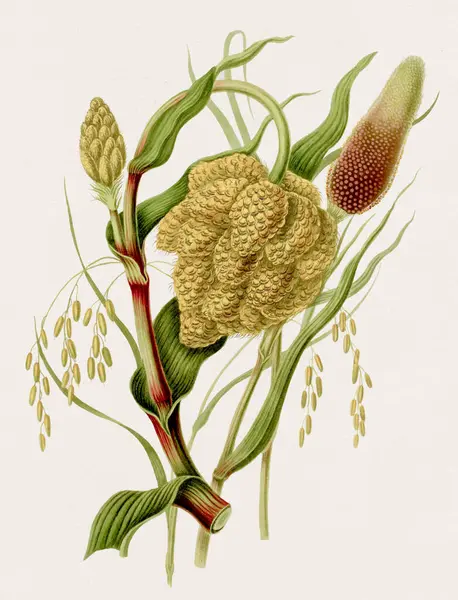 Des Céréales Illustration Botanique Antique Illustration Livre Histoire Naturelle Antique — Photo