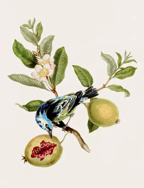 Antieke Vogel Illustratie Antieke Natuurlijke Geschiedenis Boek Illustratie — Stockfoto