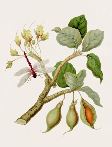 Illustration Botanique Antique Une Libellule Sur Mahwhaw Illustration Livre Histoire — Photo