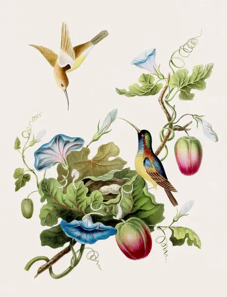 Antieke Vogel Illustratie Kolibries Antieke Natuurlijke Geschiedenis Boek Illustratie — Stockfoto