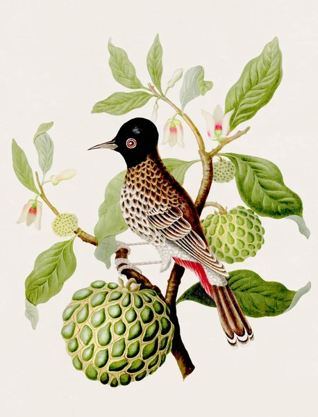 Antique Bird illustration. Indian Nightingale. Antique natural history book illustration.