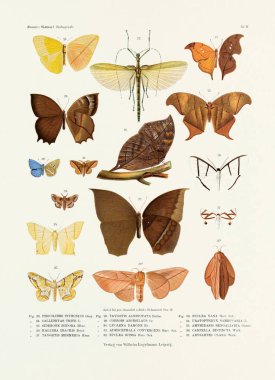 19. yüzyıldan kalma bir Alman kitap kaplamasında çeşitli böcek türlerinin renklerinin gösterildiği klasik bir böcek çizimi. Kelebekler, Çekirgeler ve diğer böcekler