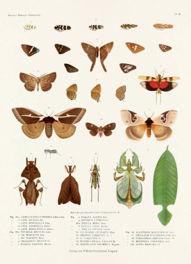 19. yüzyıldan kalma bir Alman kitap kaplamasında çeşitli böcek türlerinin renklerinin gösterildiği klasik bir böcek çizimi. Kelebekler, Güveler, Çekirgeler, Böcekler ve diğer böcekler