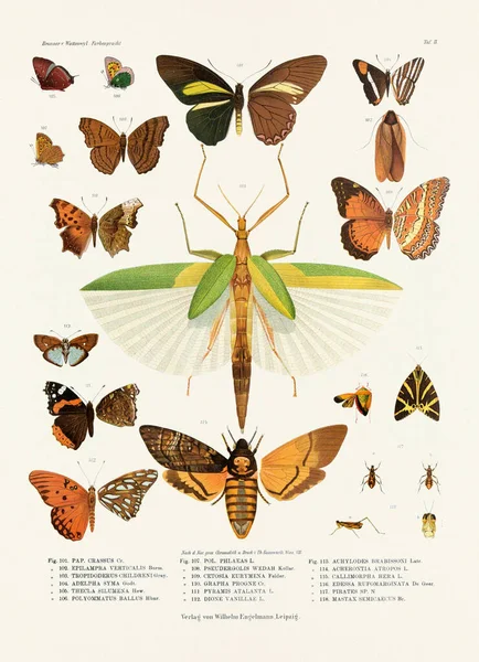 Een Vintage Insectenillustratie Uit Een 19E Eeuws Duits Boekenbord Met — Stockfoto
