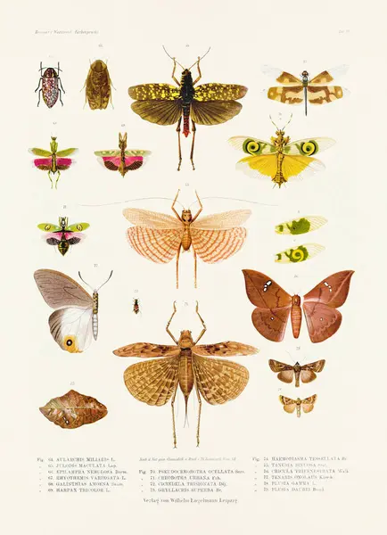 Vintage Insect Illustration 19Th Century German Book Plate Showcasing Coloration — Stock Photo, Image