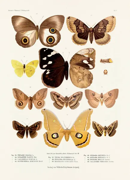 Een Vintage Insectenillustratie Uit Een 19E Eeuws Duits Boekenbord Met — Stockfoto