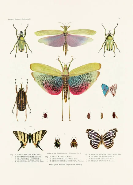 Vintage Insect Illustration 19Th Century German Book Plate Showcasing Coloration — Stock Photo, Image