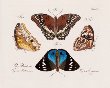 1800 'lü yıllardan kalma antik bilimsel kelebek çizimi, zamanın sanatsal tarzını yansıtan, farklı bir klasik cazibeyle kelebekleri tasvir ediyor..