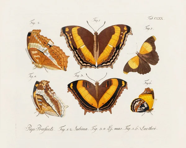Antieke Wetenschappelijke Vlinder Illustratie Van Rond 1800 Bekend Zijn Verouderde — Stockfoto
