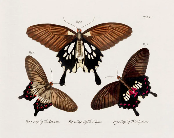 Illustration Papillon Scientifique Antique Datant Environ 1800 Remarquable Par Ses — Photo