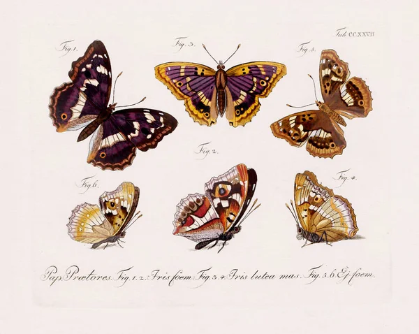 Antieke Wetenschappelijke Vlinder Illustratie Van Rond 1800 Bekend Zijn Verouderde — Stockfoto