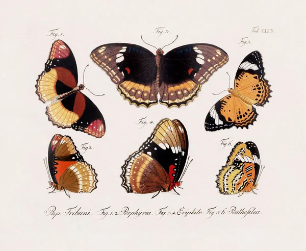 Illustration Papillon Scientifique Antique Datant Environ 1800 Remarquable Par Ses — Photo
