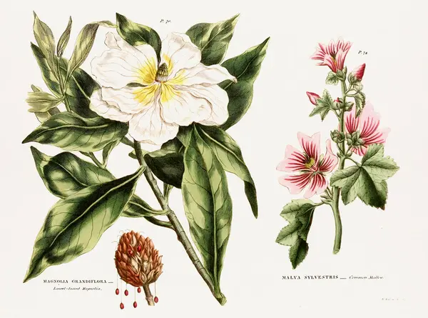 Antieke Botanische Libris Met 19E Eeuwse Botanische Kunst Die Fysiologie — Stockfoto