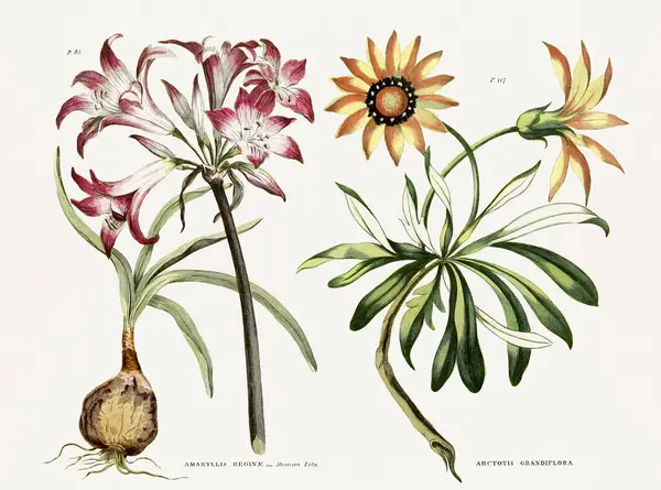 Antik Botanikai Könyvespolc Századi Növény Virágfiziológiát Ábrázoló Botanikai Művészet — Stock Fotó