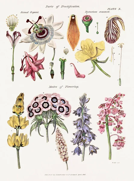 Antikes Botanisches Exlibris Mit Botanischer Kunst Aus Dem Jahrhundert Das — Stockfoto