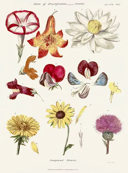 Antik Botanisk Bokhylla Med Talet Botanisk Konst Som Skildrar Fysiologi — Stockfoto