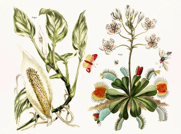 Antik Botanikai Könyvespolc Századi Növény Virágfiziológiát Ábrázoló Botanikai Művészet — Stock Fotó