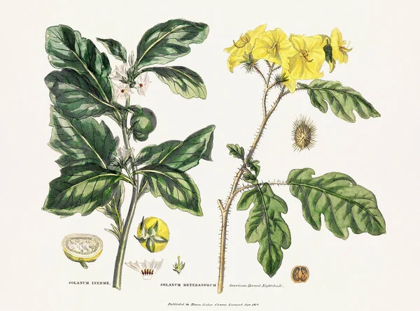 Antikes Botanisches Exlibris Mit Botanischer Kunst Aus Dem Jahrhundert Das — Stockfoto
