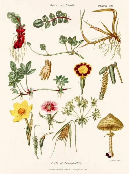 식물과 생리를 묘사하는 예술을 특징으로하는 식물성 — 스톡 사진