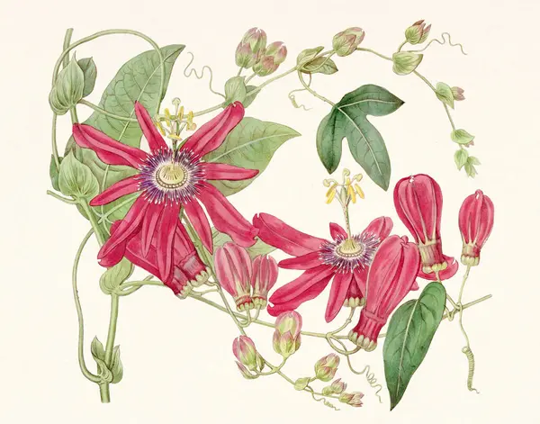 Passionsblumen Illustration Vintage Botanical Art 1820 — Stockfoto