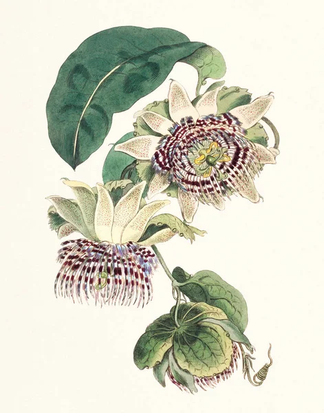 Passionsblomma Illustration Vintage Botanisk Konst 1820 — Stockfoto