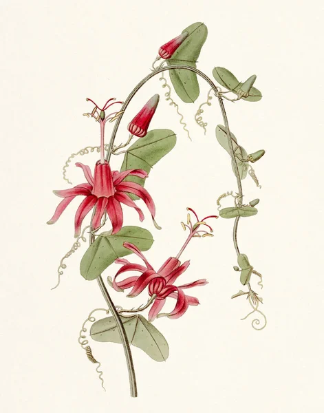 Passionflower Illustration. Vintage Botanical Art. Ca.1820
