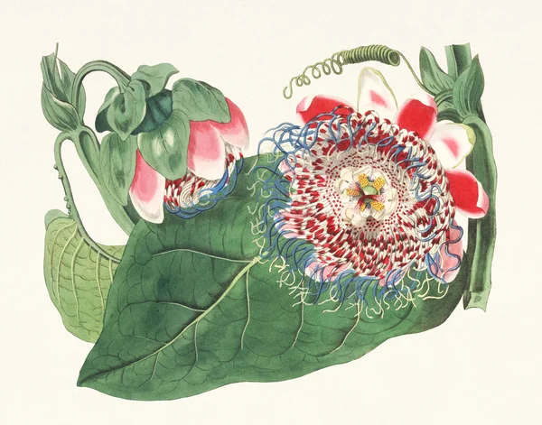 Passionflower Illustration. Vintage Botanical Art. Ca.1820