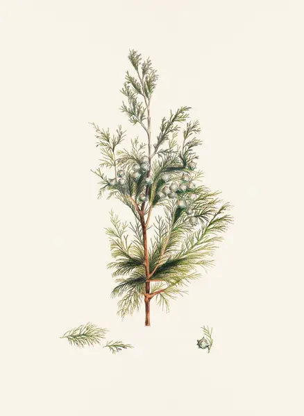 Vintage Botanische Weergave Van Dennenappels Bord Afkomstig Uit Een 19E — Stockfoto