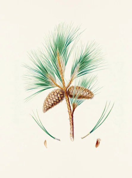 Vintage Botanische Weergave Van Dennenappels Bord Afkomstig Uit Een 19E — Stockfoto