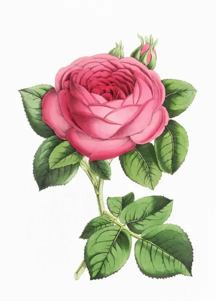 Rose Flower Digitální Vintage Styl Květ Ilustrace Papíře Texturované Bílé — Stock fotografie