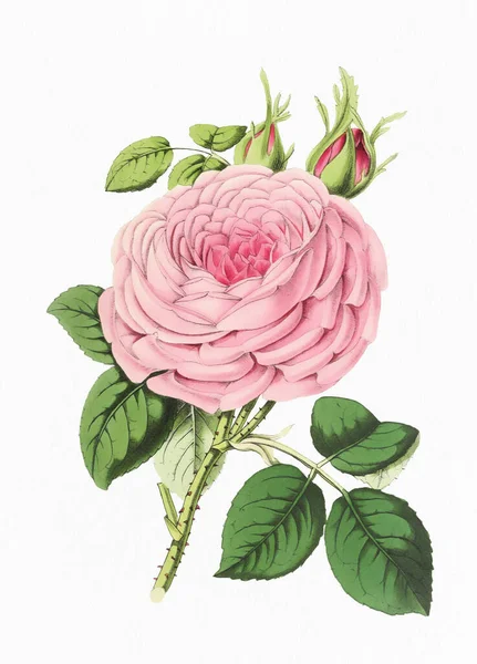 Розовый Цветок Цифровая Винтажная Иллюстрация Цветов Бумажном Белом Фоне — стоковое фото