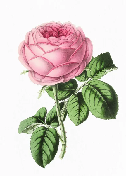 Розовый Цветок Цифровая Винтажная Иллюстрация Цветов Бумажном Белом Фоне — стоковое фото