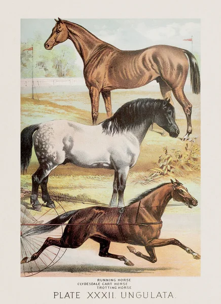 Horses. A vintage zoological illustration from the 19th century, featured in a book about the animal kingdom.