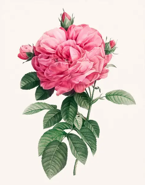 Иллюстрация Цветок Розы Цифровая Иллюстрация Цветов Розы Винтажном Стиле Светло — стоковое фото