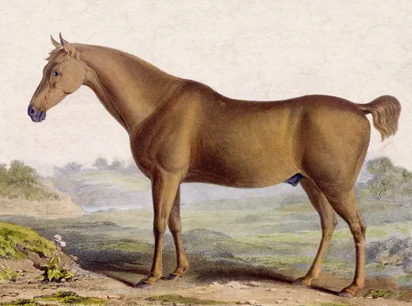 Digital vintage-style horse illustration on a textured beige background