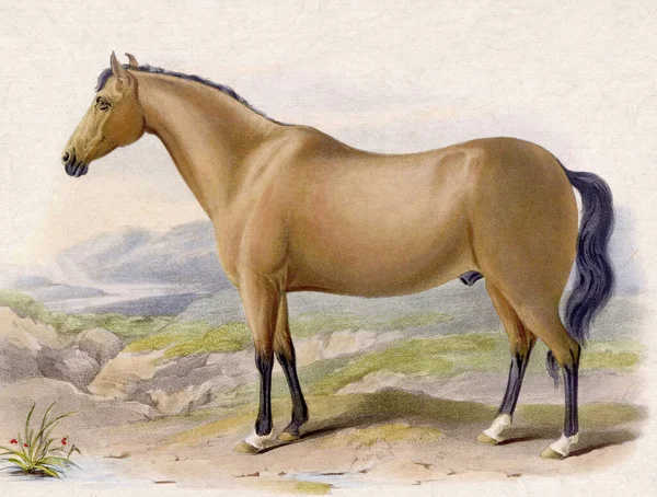 Digital vintage-style horse illustration on a textured beige background