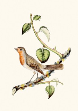 Renkli suluboya kuş resimleri, botanik sanatı. Bej bir arkaplanda izole edilmiş eski tarz şarkı kuşu illüstrasyonu.
