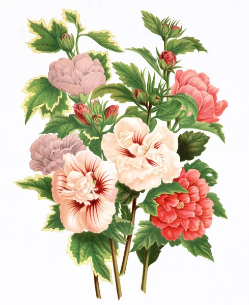 Flower Illustration. Digital vintage-style flower art on a textured white background.
