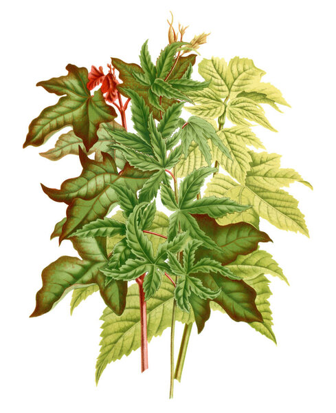tree leaves Illustration. Digital vintage-style botanical art on a textured white background.